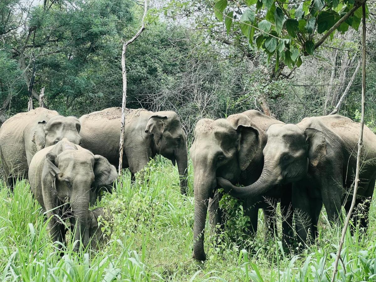 Roy'S Villa Sigiriya Dış mekan fotoğraf